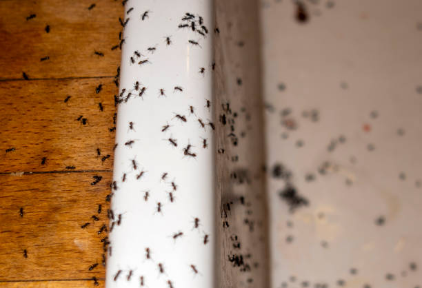 Best Pest Removal Services  in Horseshoe Bend, AR