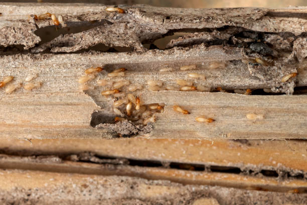 Best Local Pest Control Services  in Horseshoe Bend, AR
